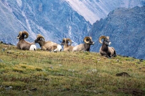 Big horn rams on the tundra in the Rocky Mountain State Park