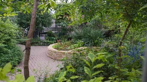 Lush plants at Chicago's Botanic Garden