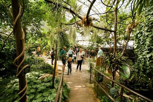 Visitors surrounded by plants at Chicago's Garfield Park Conservatory