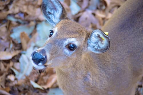 A deer in the woods as the Virginia Living Museum 