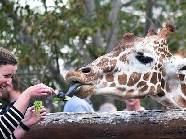 woman feeding a giraffe