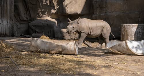 A baby Rhino at the Lincoln Park Zoo
