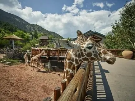 Giraffes at the Cheyenne Mountain Zoo in Colorado