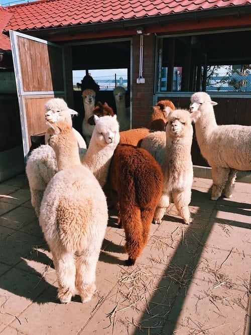 The Fox Wire Farm in Williamsburg is home to over 100 Huacaya alpacas