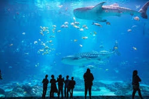 Georgia aquarium attractions