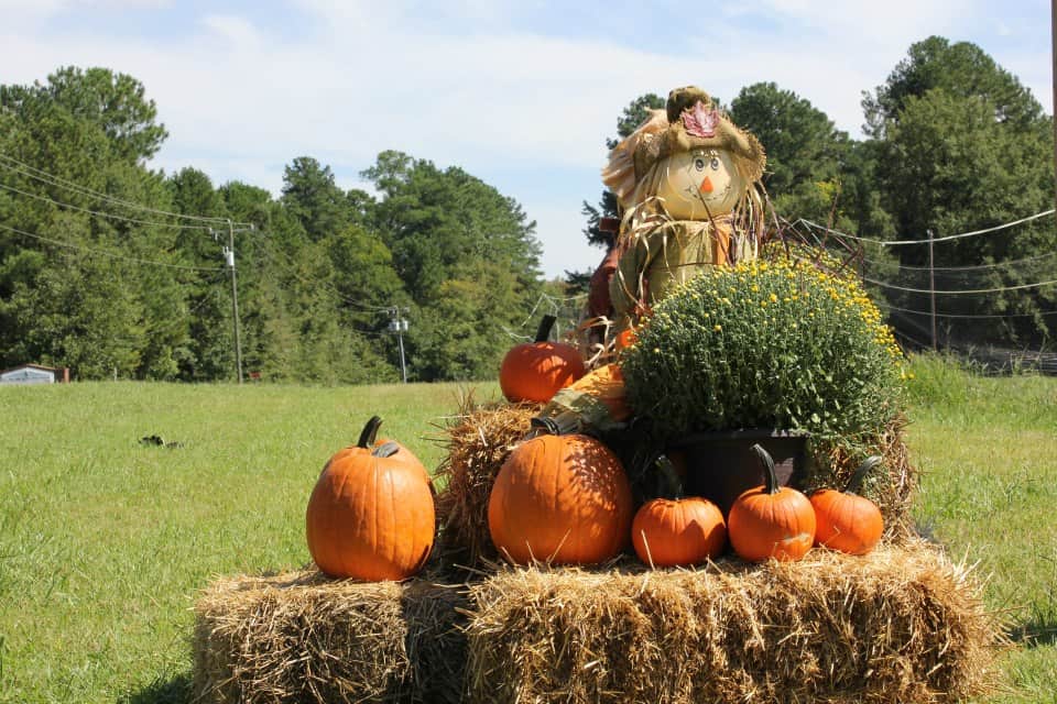 Pumpkins resting on haystacks at the Hill Family Farm in Charlotte