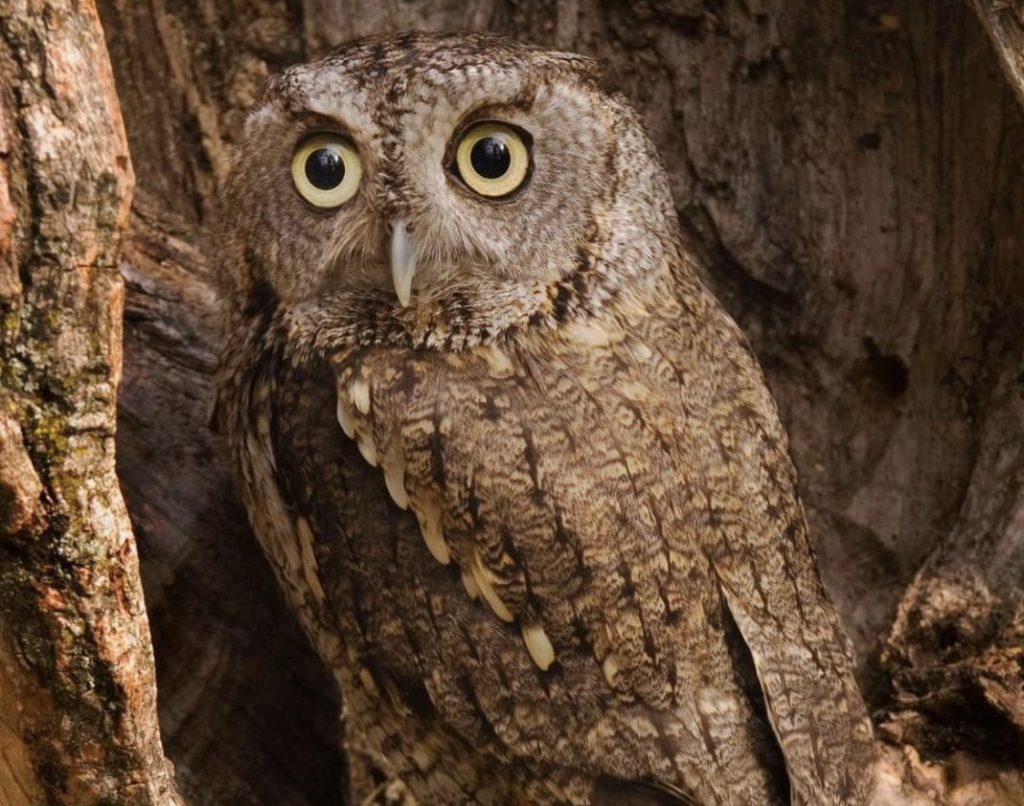 A brown owl blends in with the trees at the Carolina Raptor Center