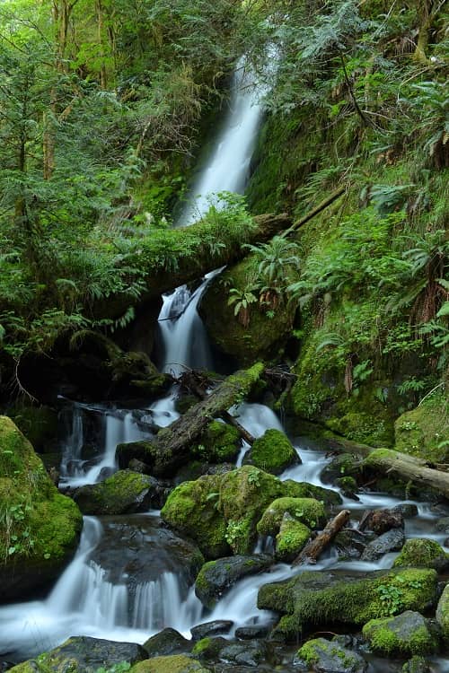 Olympic National Forest