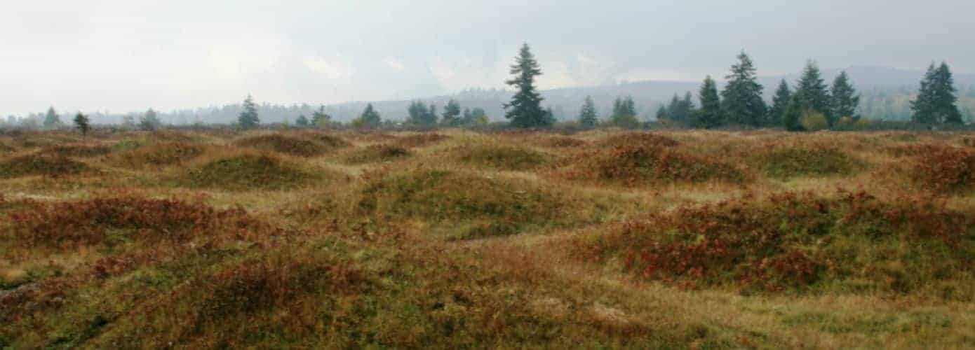 The Mima Mounds