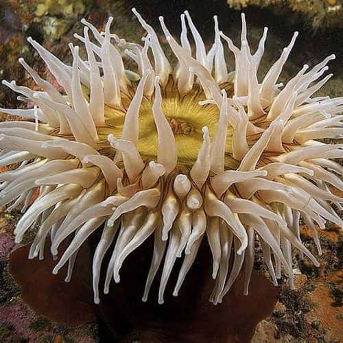 SEALIFE