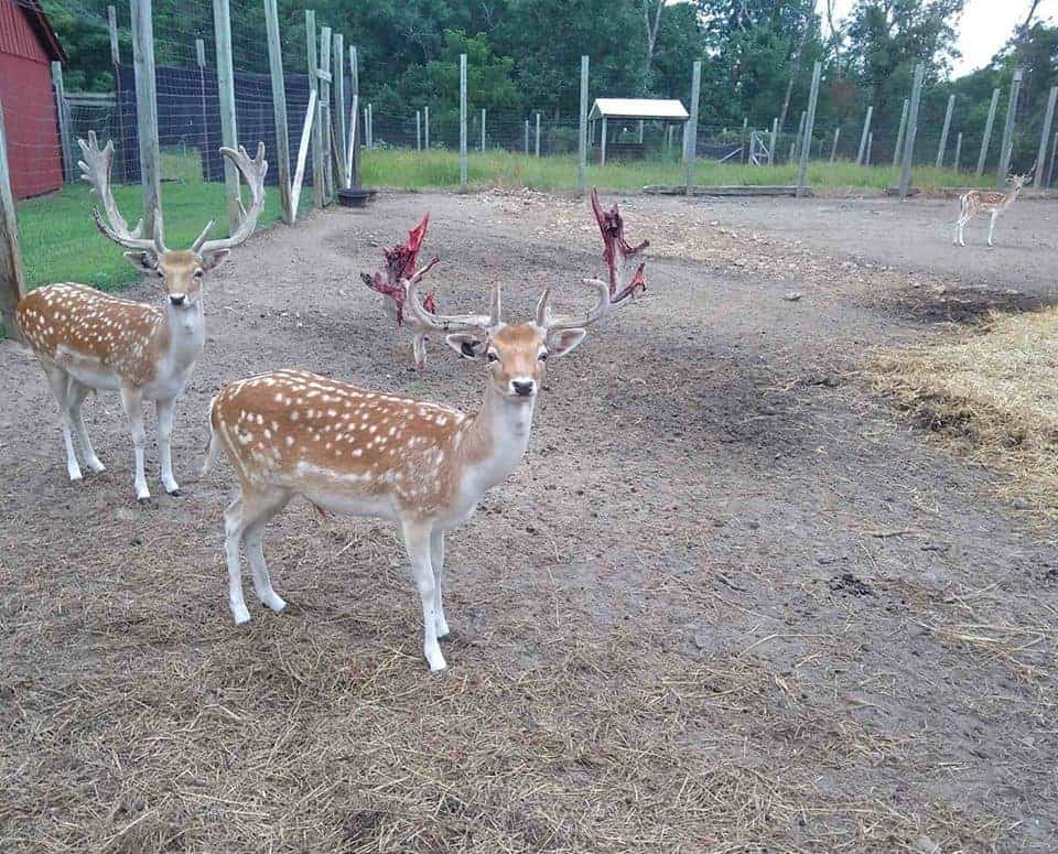 Wisconsin Deer Park