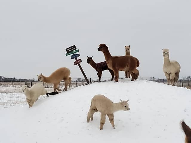 YaYa’s Alpaca Farm YaYa’s Alpaca Farm