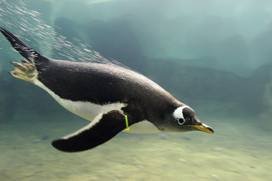 Penguin diving into water at Kansas City Zoo