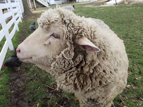 Lamb on Mahaffie farm