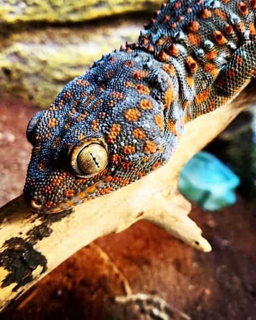 Lizard on a branch at the Science Center