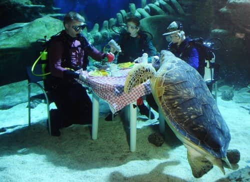 Divers pretending to dine with sea turtle at SeaLife Aquarium