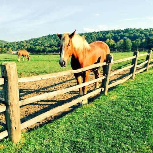 Horses in a field at Billings Farm in New England