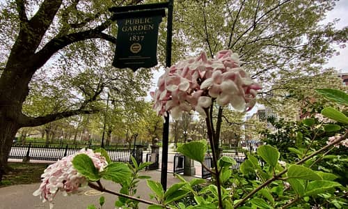 Flowers at the Boston Public Garden