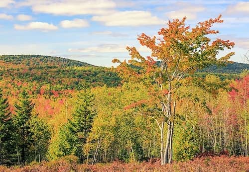 View of the foliage from the Jordan Pond House