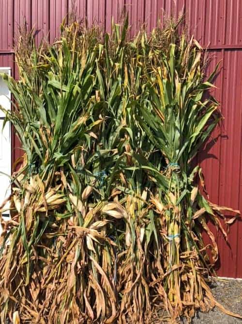 Corn stock at Klingel's Farm in Poconos