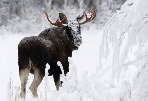 Moose in the snow seen in New Hampshire