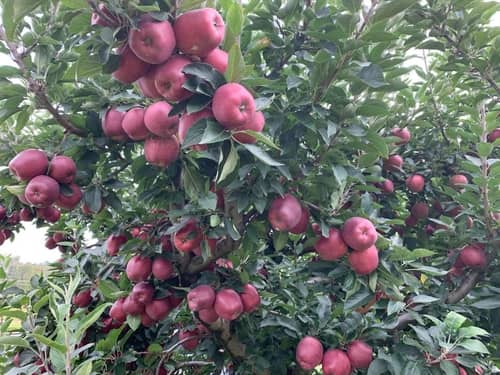 Apple Picking at Heckman Orchard's