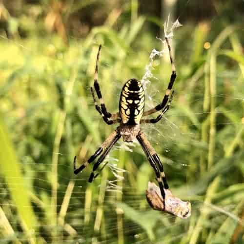 Spider in a web at the Schisler Museum and McMunn Planetarium