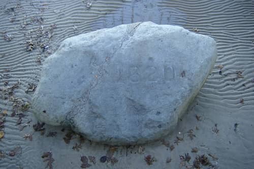 Stamped and preserved Plymouth Rock