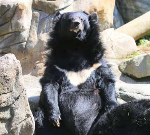 Bear at the Roger William Zoo