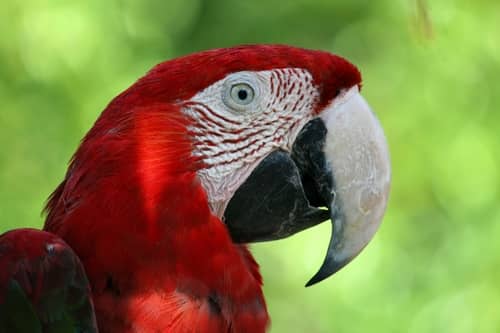 Parrot at thee Pocono Snake and Animal Farm