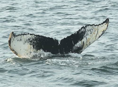 A whale tail diving into the ocean