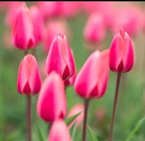 Pink tulips in bloom