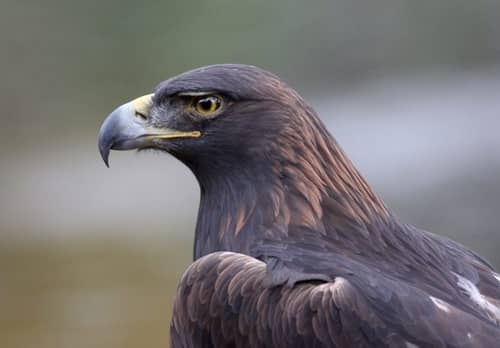 Up close image of a bird at the Carolina Raptor Center