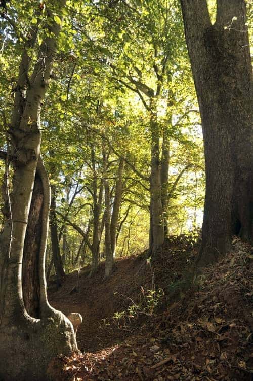 Image of the woods in Concord, NC