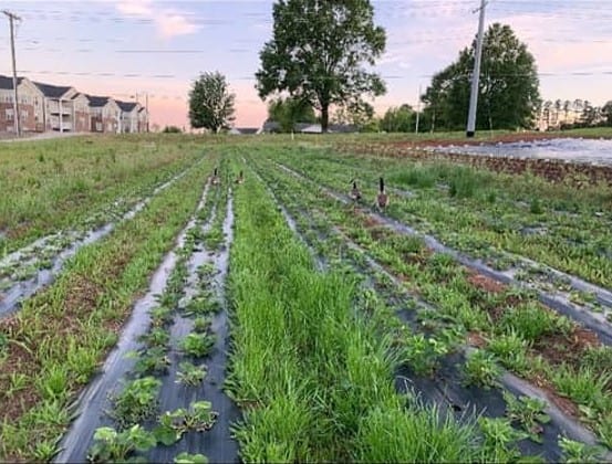 Image of the fields at Dover Vineyards in Concord