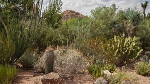 desert plants at public garden is scottsdale