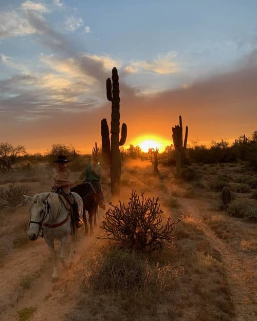 Horse and cactus at MacDonald's Ranch in Scottsdale