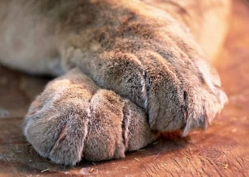 lion paws