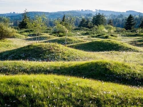 view of buging grass mounds at the mima mounds