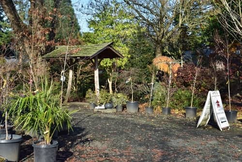 plant display at the lael's moon garden nursery