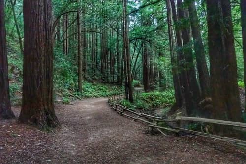 redwood forest