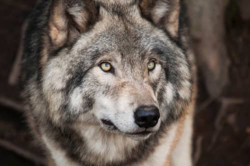 wolf image at wold haven international, tenino 