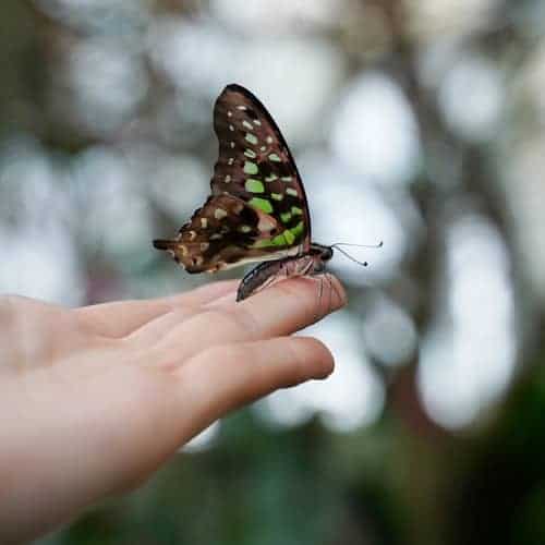 butterfly conservatory