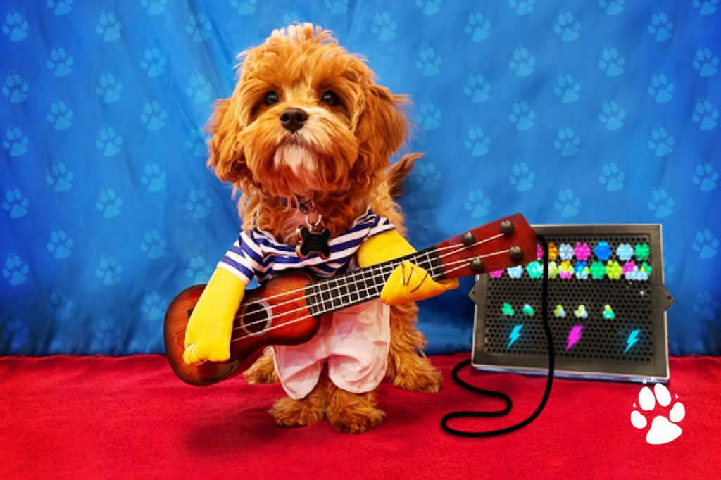 Blog Rock - Celebrate National Dress Up Your Pet Day!