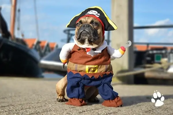 gwlpets2 - Celebrate National Dress Up Your Pet Day!