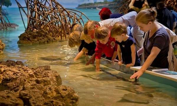 shallow clear magroove water in New England Aquarium