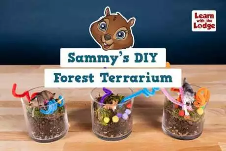 Sammy’s DIY Forest Terrarium