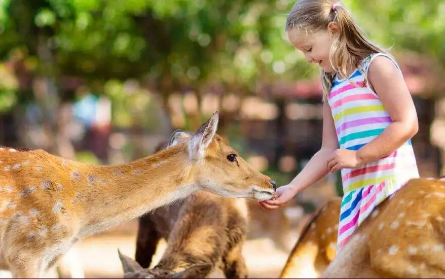 Animal lovers in the family will enjoy a visit to the Wisconsin Deer Park