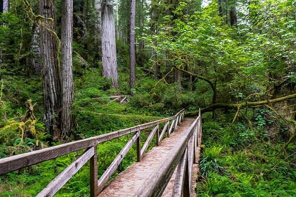 Redwood National State and Park