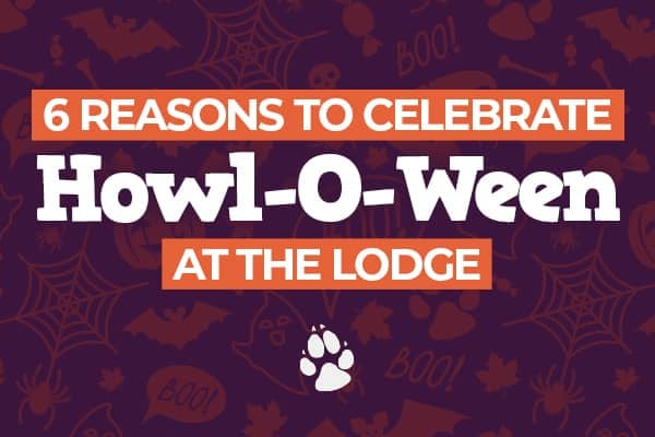 Halloween at great wolf lodge